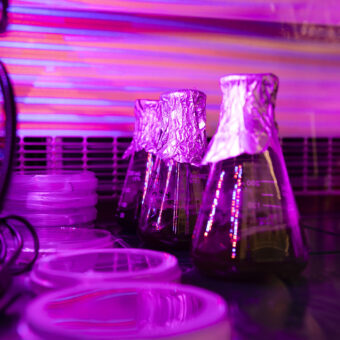 Conical flasks in a flow hood under purple UV light